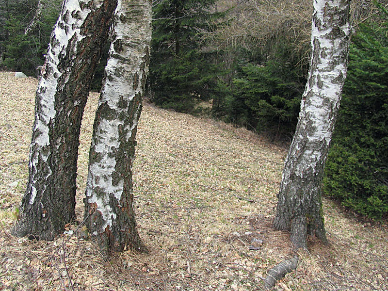 Betula pendula Roth / Betulla verrucosa